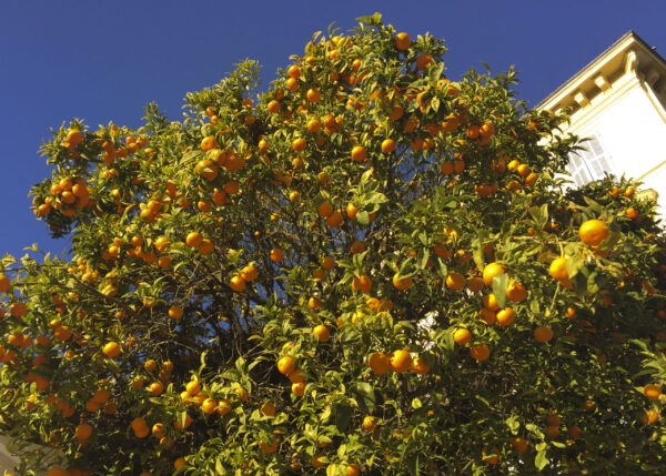 Soleia Nice, oranges